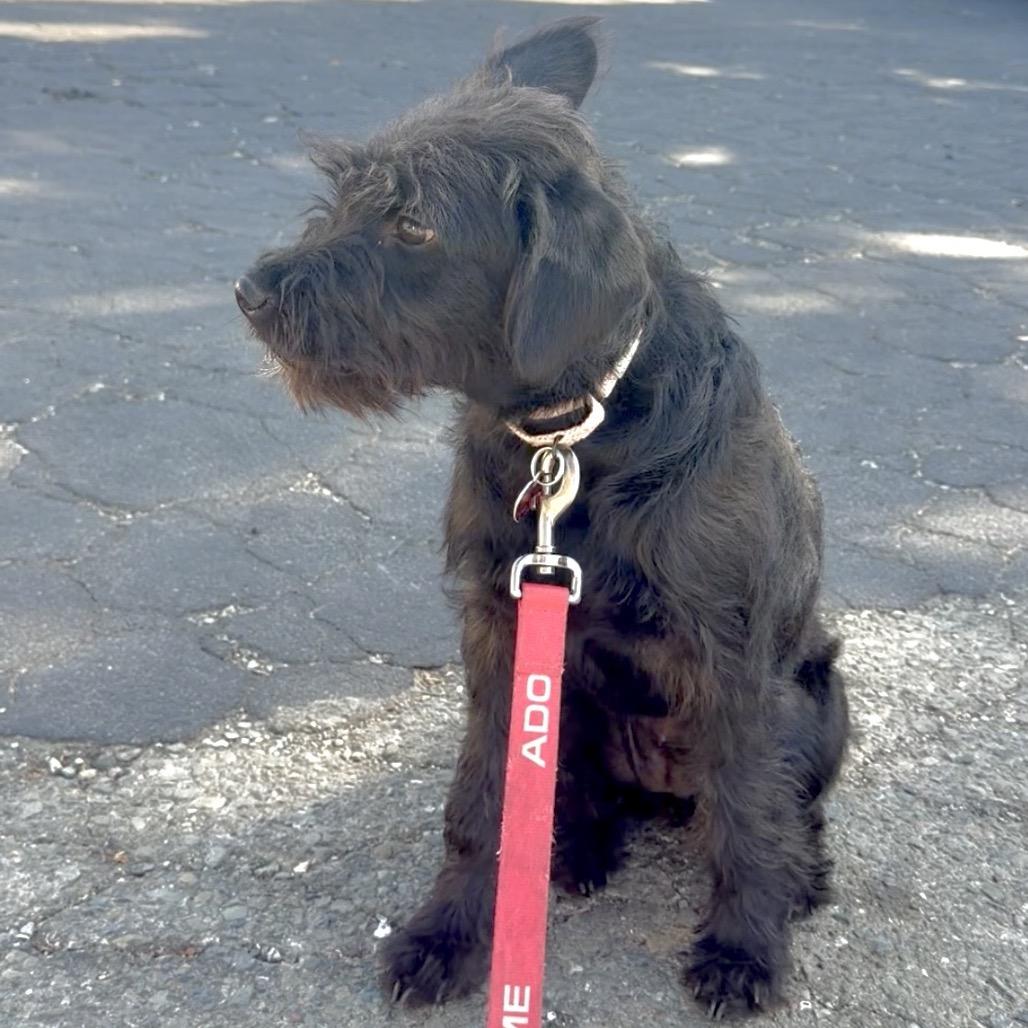 Enlarge GRETEL, a Adoptable mixed breed in Point Richmond, CA image 3/6