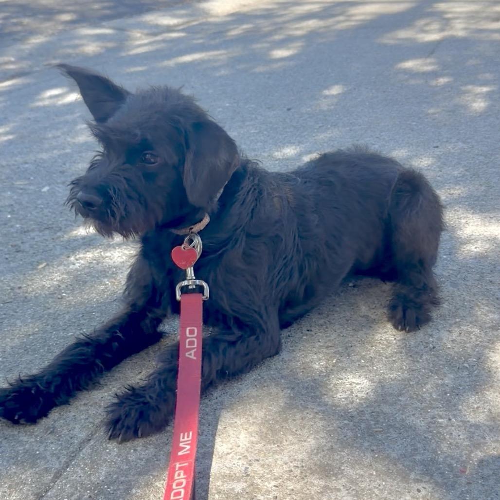 Enlarge GRETEL, a Adoptable mixed breed in Point Richmond, CA image 4/6