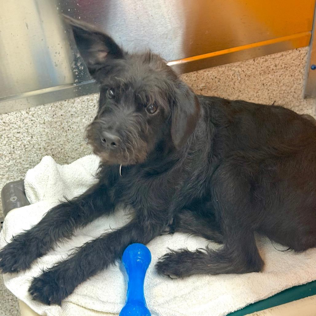 Enlarge GRETEL, a Adoptable mixed breed in Point Richmond, CA image 5/6