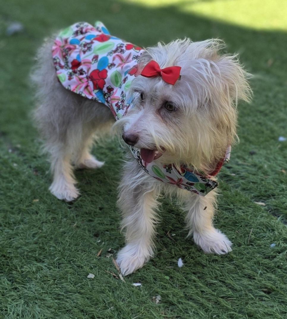 Enlarge Zoe, a Adoptable Maltipoo in Fallbrook, CA image 4/6