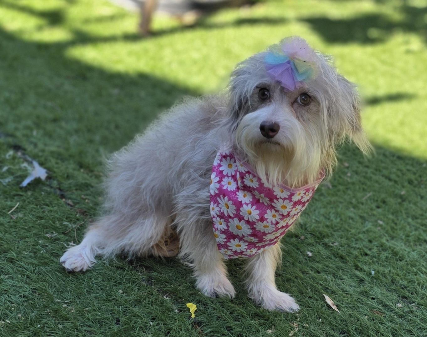 Enlarge Zoe, a Adoptable Maltipoo in Fallbrook, CA image 3/6