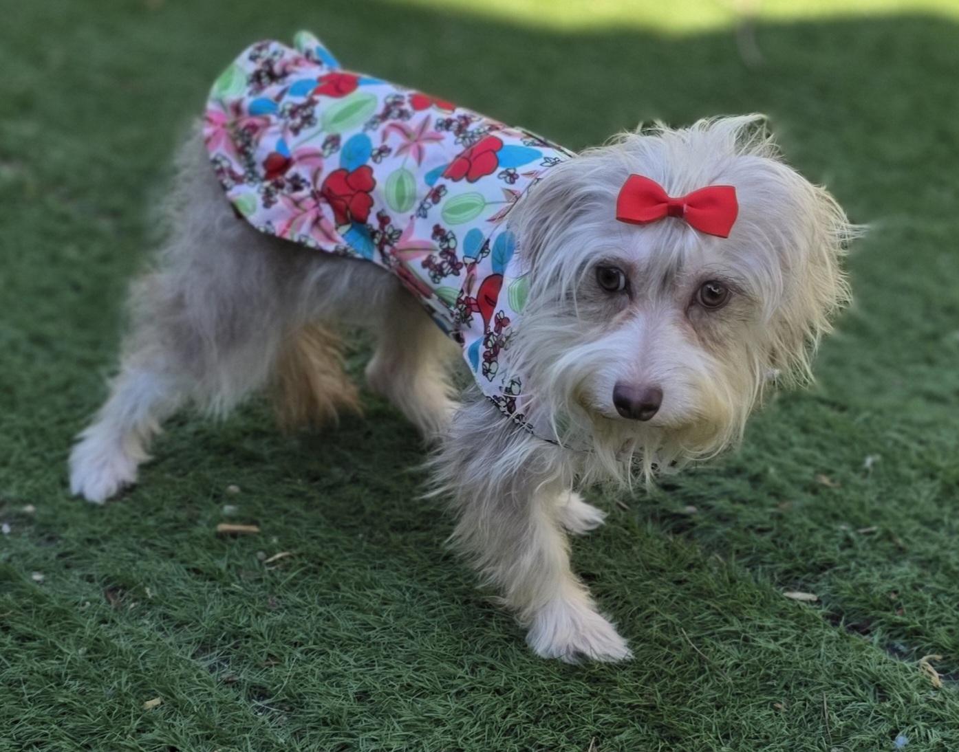 Enlarge Zoe, a Adoptable Maltipoo in Fallbrook, CA image 2/6
