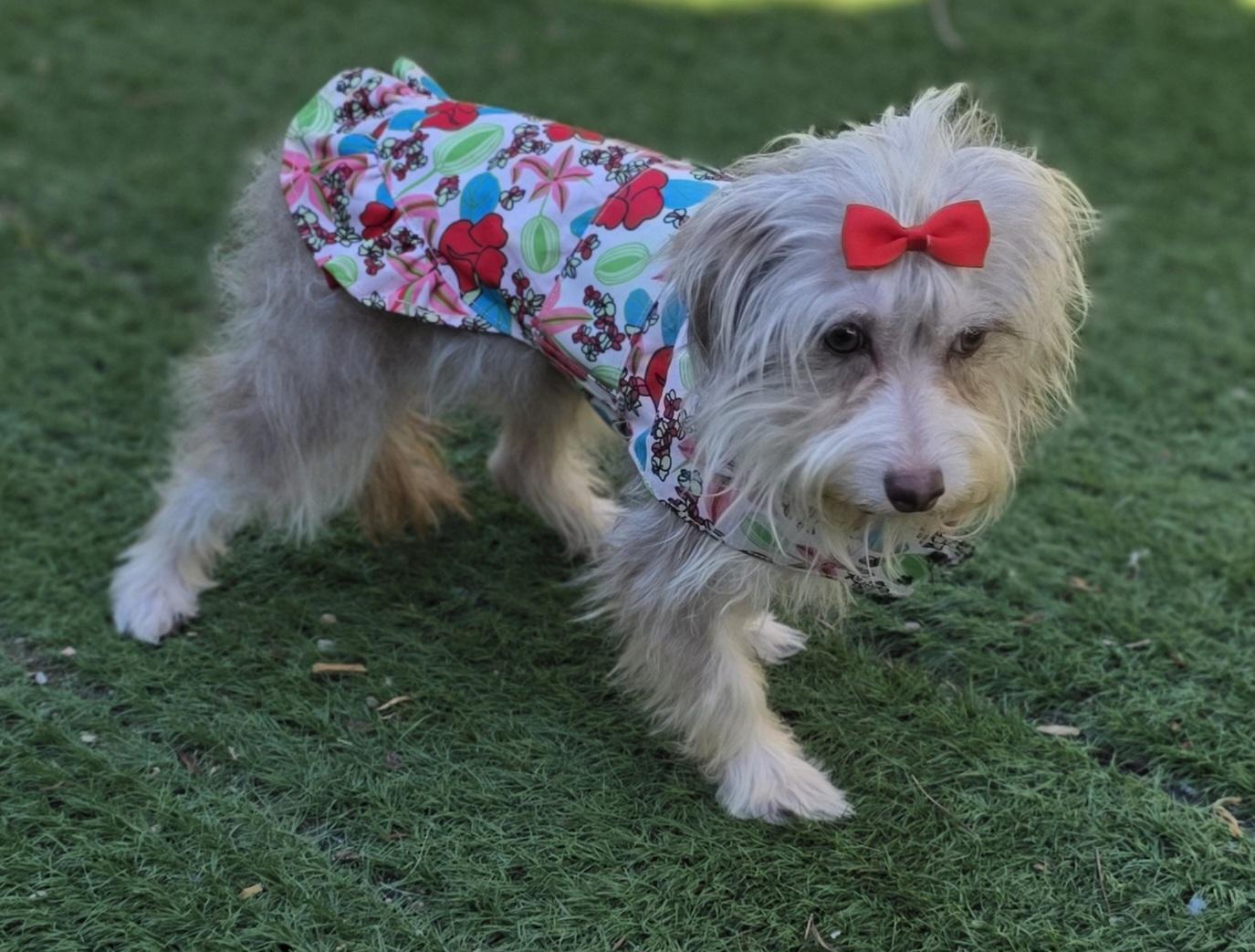 Enlarge Zoe, a Adoptable Maltipoo in Fallbrook, CA image 6/6