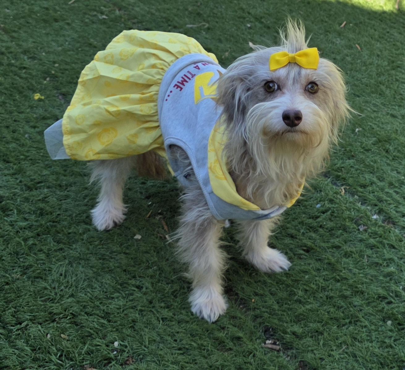 Enlarge Zoe, a Adoptable Maltipoo in Fallbrook, CA image 5/6