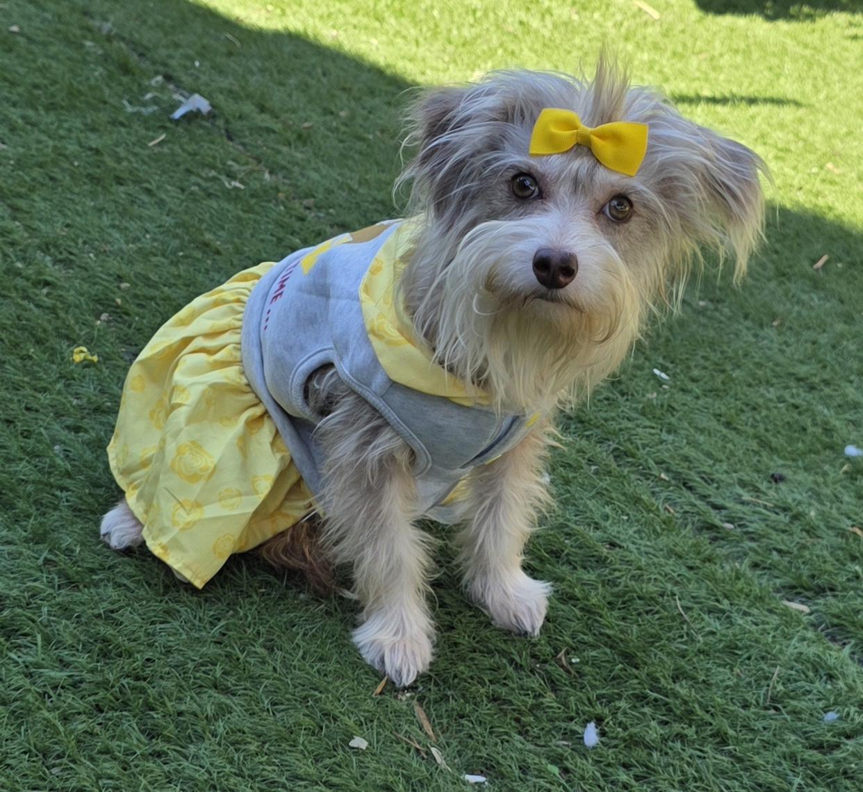 Enlarge Zoe, a Adoptable Maltipoo in Fallbrook, CA image 1/6