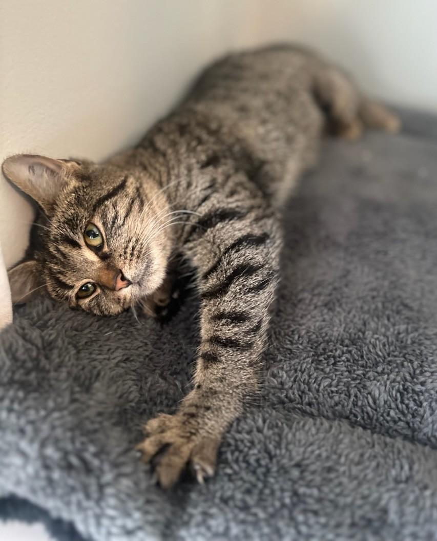 Enlarge Camy, a ADOPTABLE Tabby in New Albany, OH image 3/5