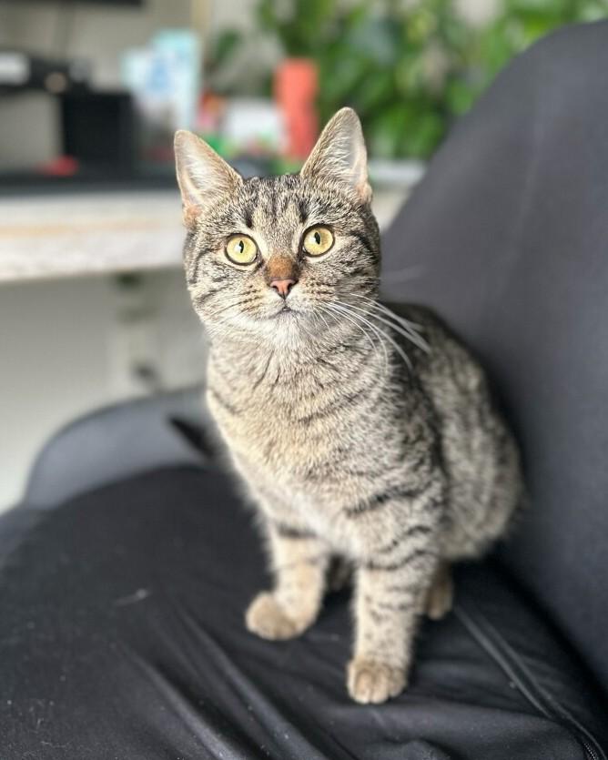 Camy, ADOPTABLE, Kitten Female Tabby.