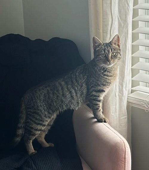 Enlarge Camy, a ADOPTABLE Tabby in New Albany, OH image 5/5