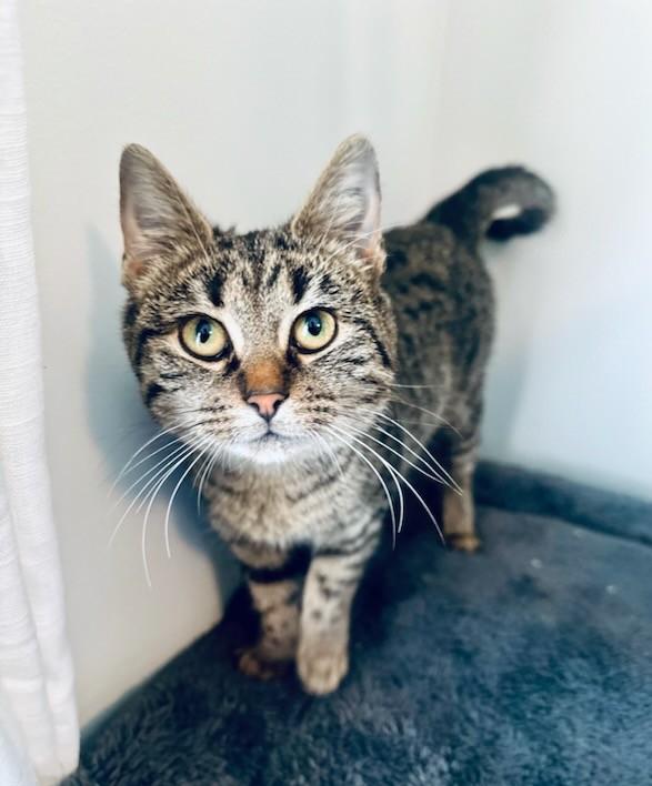 Enlarge Camy, a ADOPTABLE Tabby in New Albany, OH image 2/5