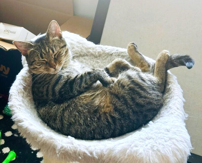 Enlarge Camy, a ADOPTABLE Tabby in New Albany, OH image 4/6