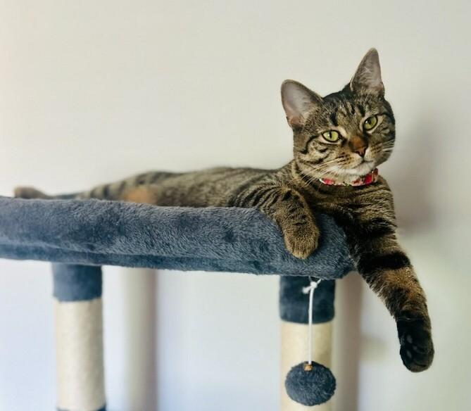 Enlarge Camy, a ADOPTABLE Tabby in New Albany, OH image 6/6