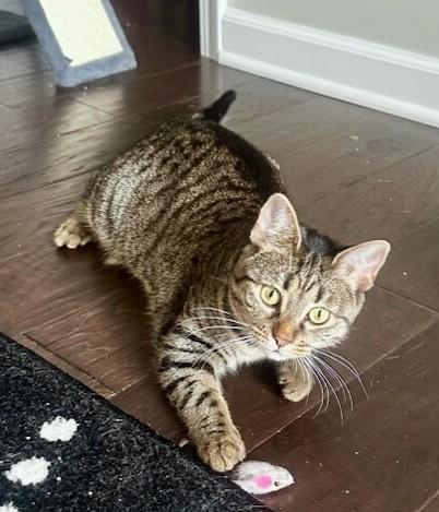 Enlarge Camy, a ADOPTABLE Tabby in New Albany, OH image 1/6
