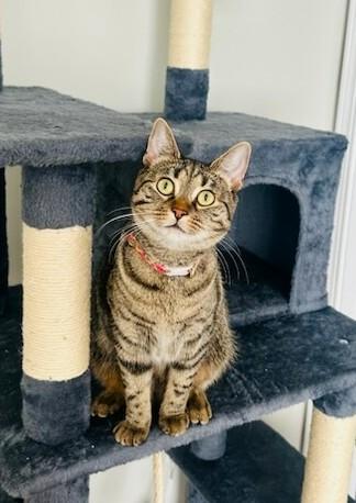 Enlarge Camy, a ADOPTABLE Tabby in New Albany, OH image 2/6