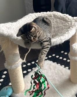 Enlarge Camy, a ADOPTABLE Tabby in New Albany, OH image 4/5