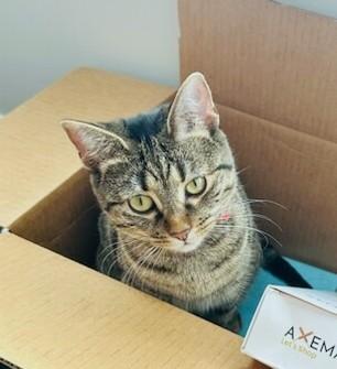 Enlarge Camy, a ADOPTABLE Tabby in New Albany, OH image 5/6