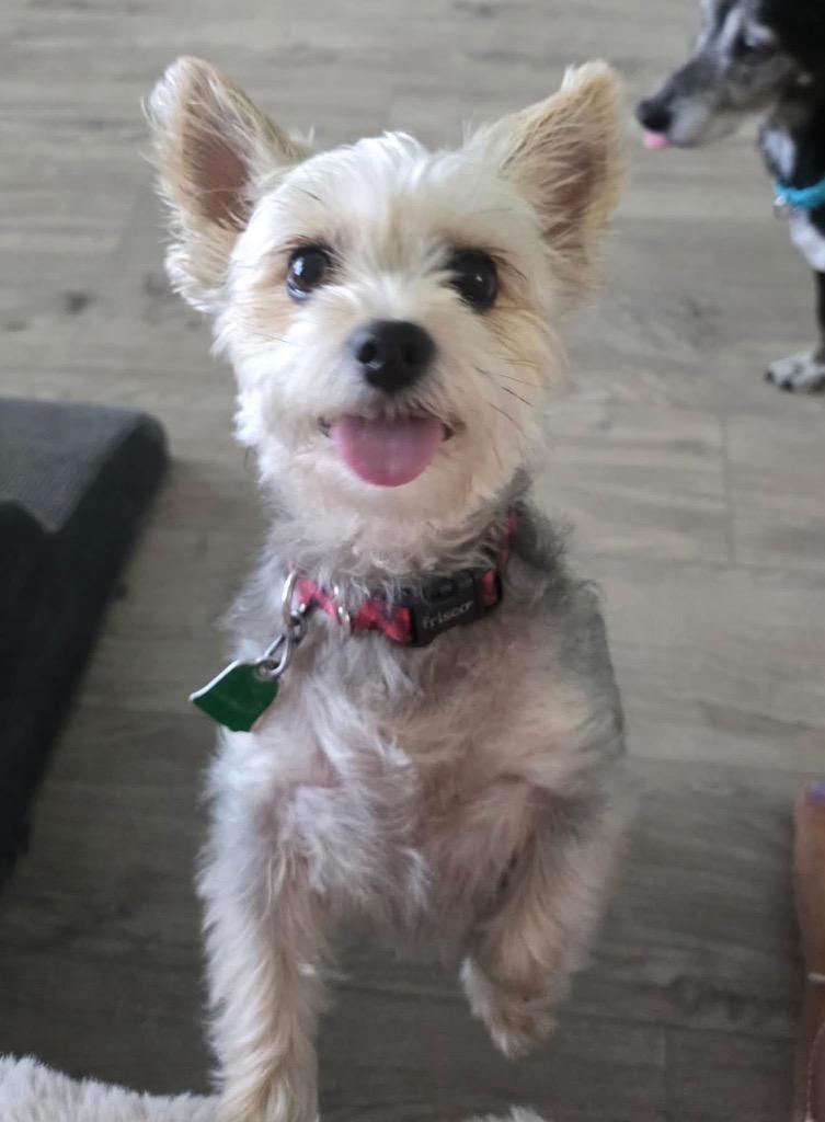 BELLA, Adoptable, Adult Female Yorkshire Terrier.