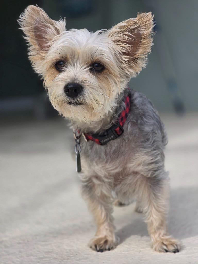Enlarge BELLA, a Adoptable Yorkshire Terrier in Palm City, FL image 2/2