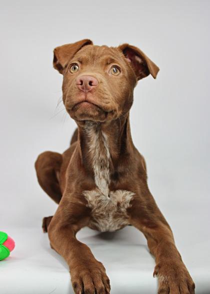 Paloma — thumbnail 2