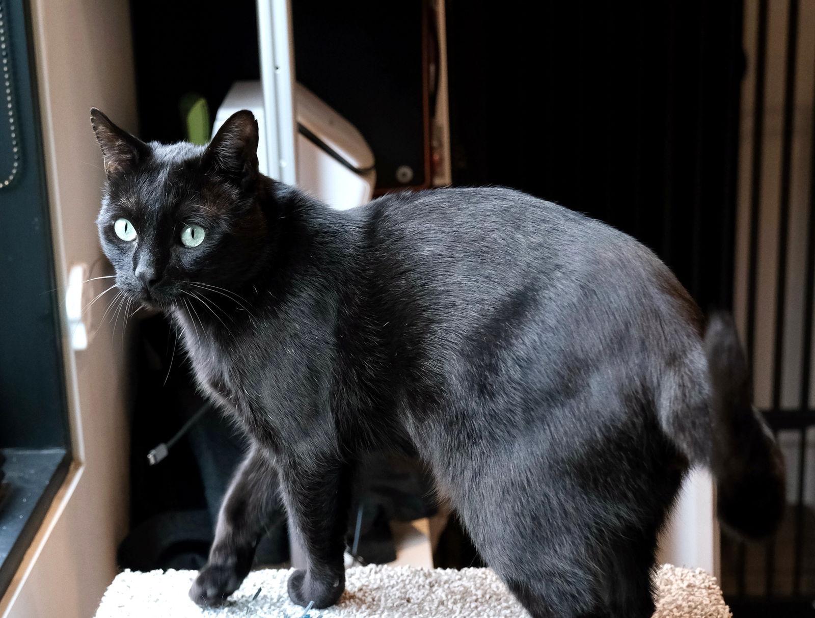 Enlarge Noctis, a Adoptable Domestic Short Hair in Oakland, CA image 1/3