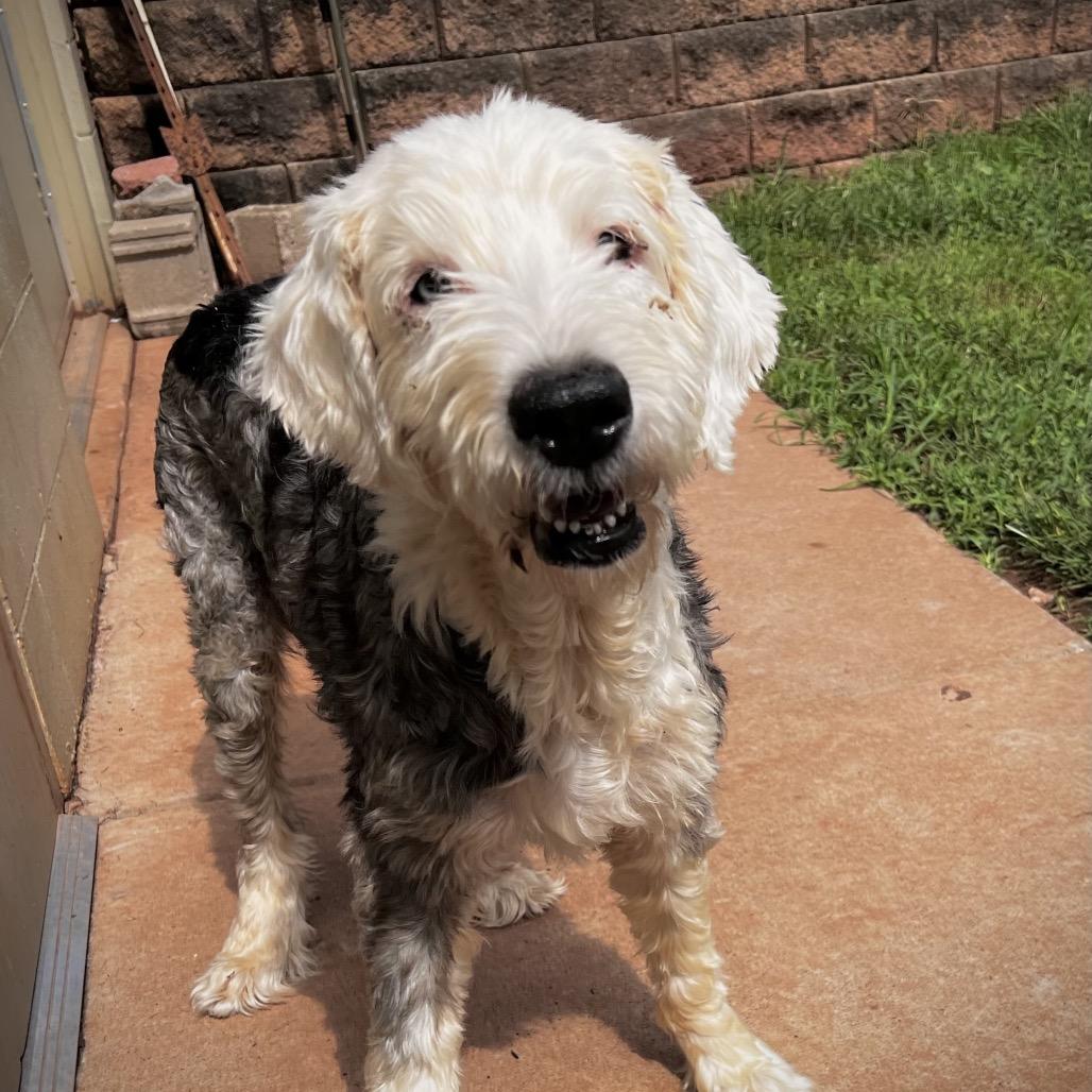 Enlarge Sophia, a Adoptable Old English Sheepdog in Harrisville, WV image 2/5