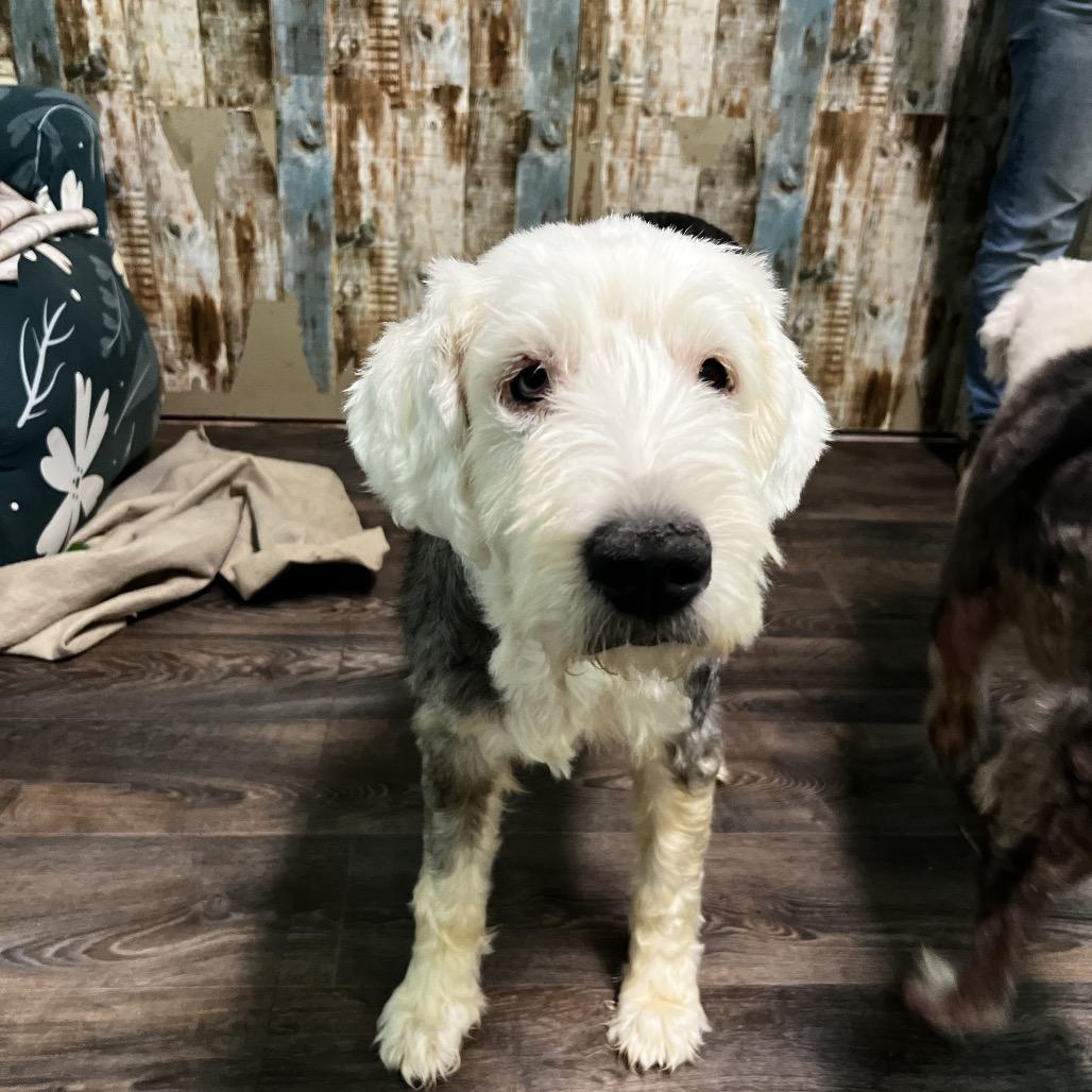 Enlarge Sophia, a Adoptable Old English Sheepdog in Harrisville, WV image 4/5