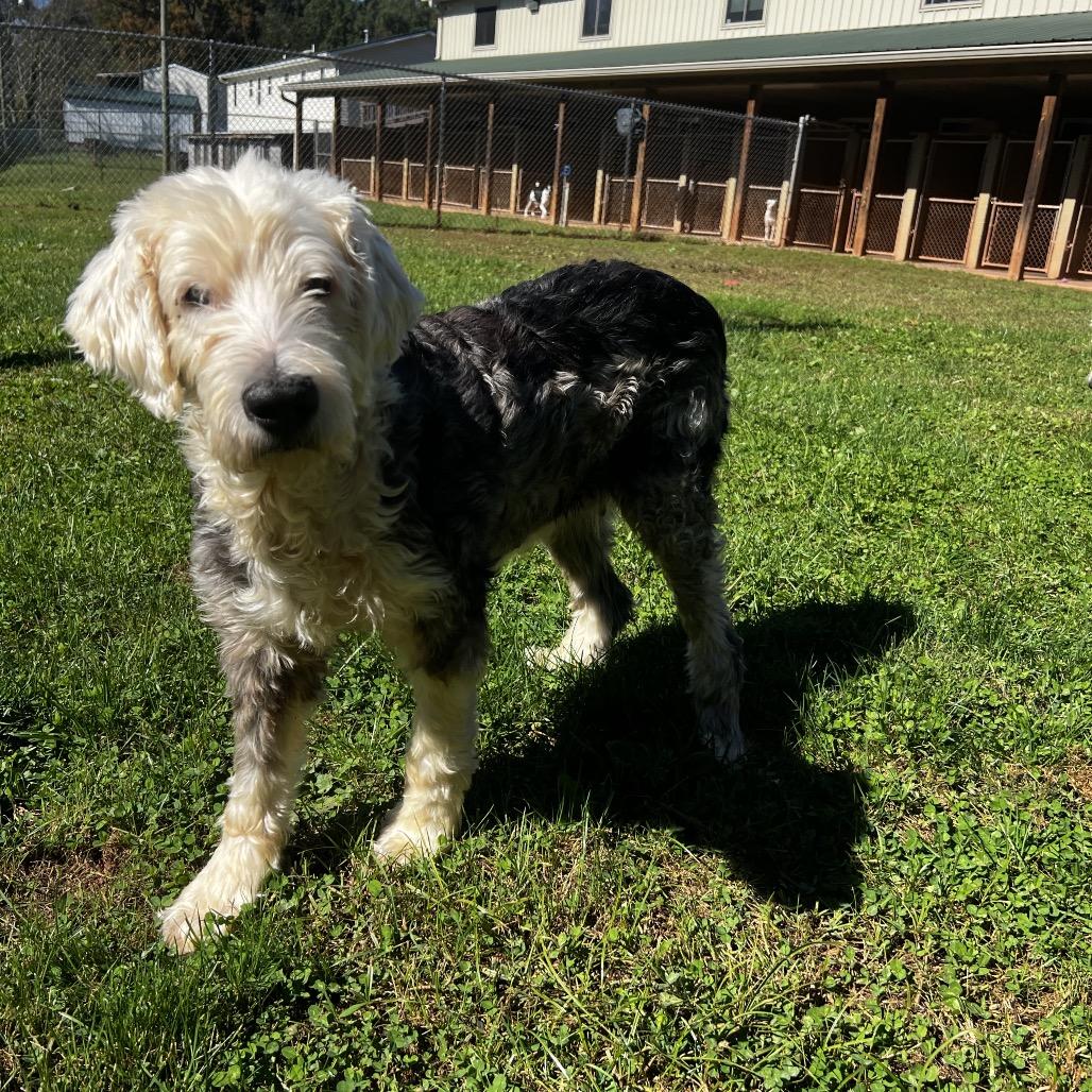Enlarge Sophia, a Adoptable Old English Sheepdog in Harrisville, WV image 5/5