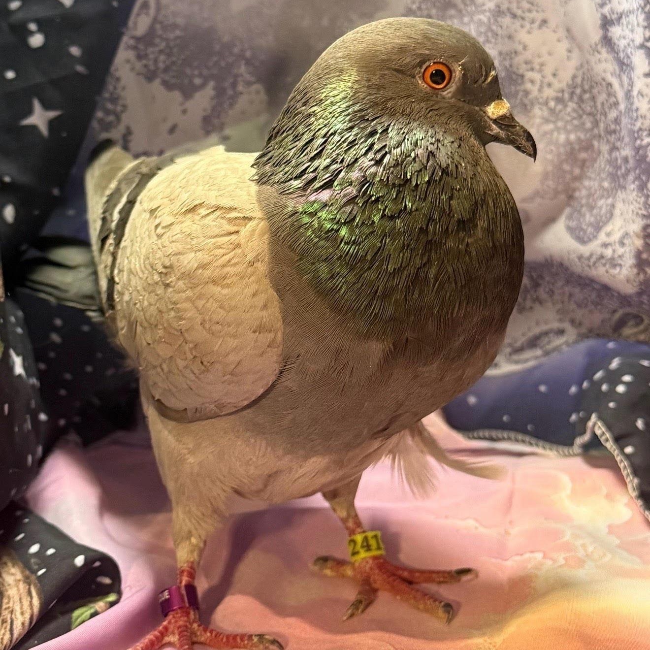 Enlarge Calvera, a Adoptable Pigeon in Chicago, IL image 2/3