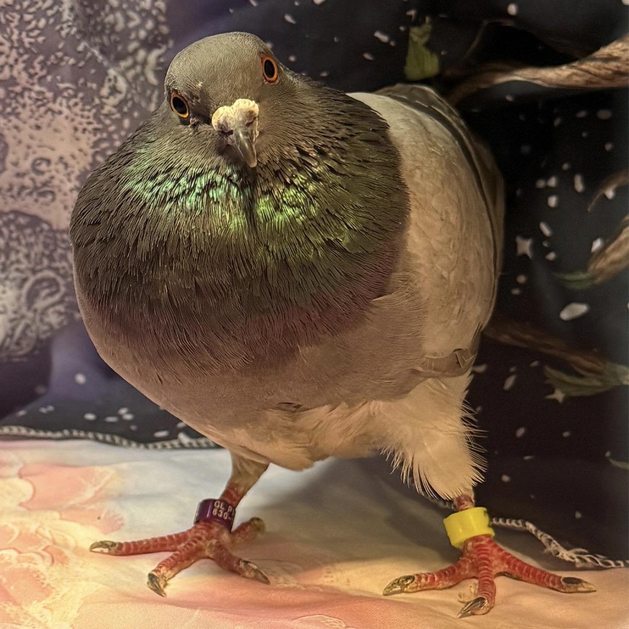 Enlarge Calvera, a Adoptable Pigeon in Chicago, IL image 3/3