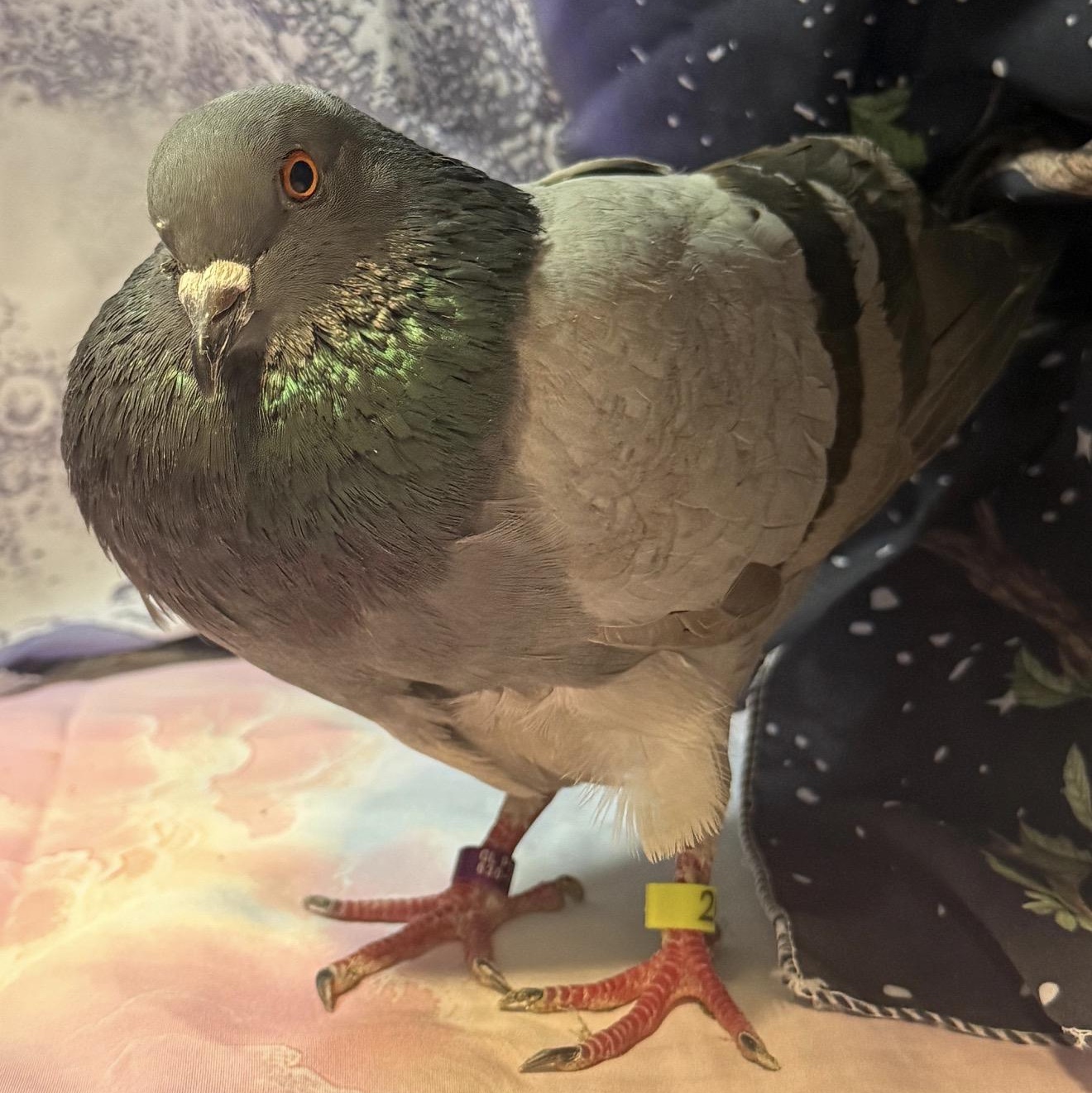 Calvera, Adoptable, Adult Male Pigeon.