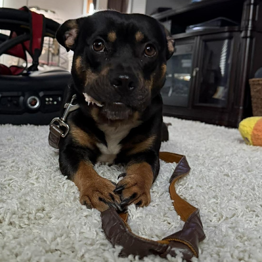 Winston, a ADOPTABLE mixed breed in Rochester, NY image 5/6