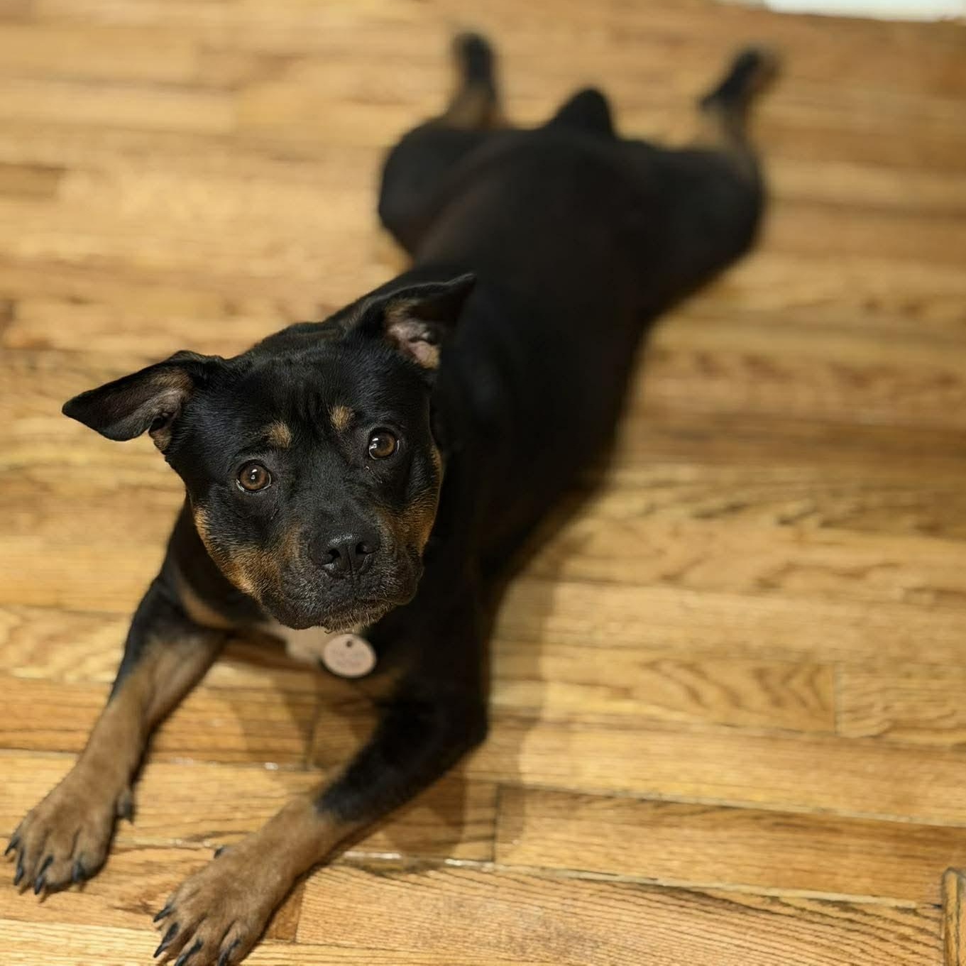 Winston, a ADOPTABLE mixed breed in Rochester, NY image 6/6