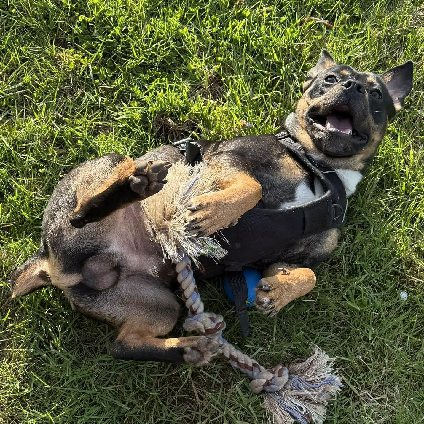 Winston, a ADOPTABLE mixed breed in Rochester, NY image 4/6