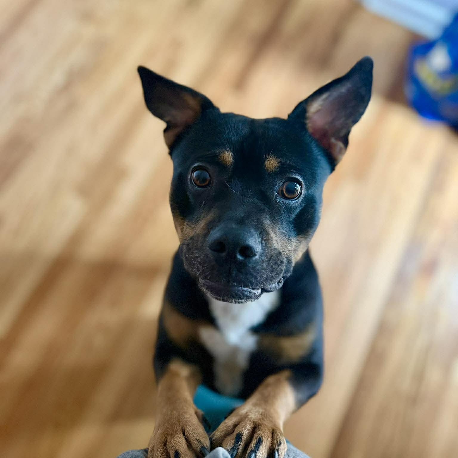 Winston, a ADOPTABLE mixed breed in Rochester, NY image 1/6