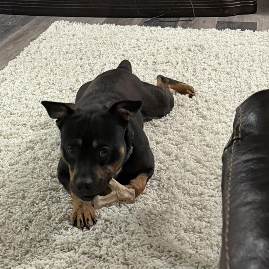 Winston, a ADOPTABLE mixed breed in Rochester, NY image 3/6