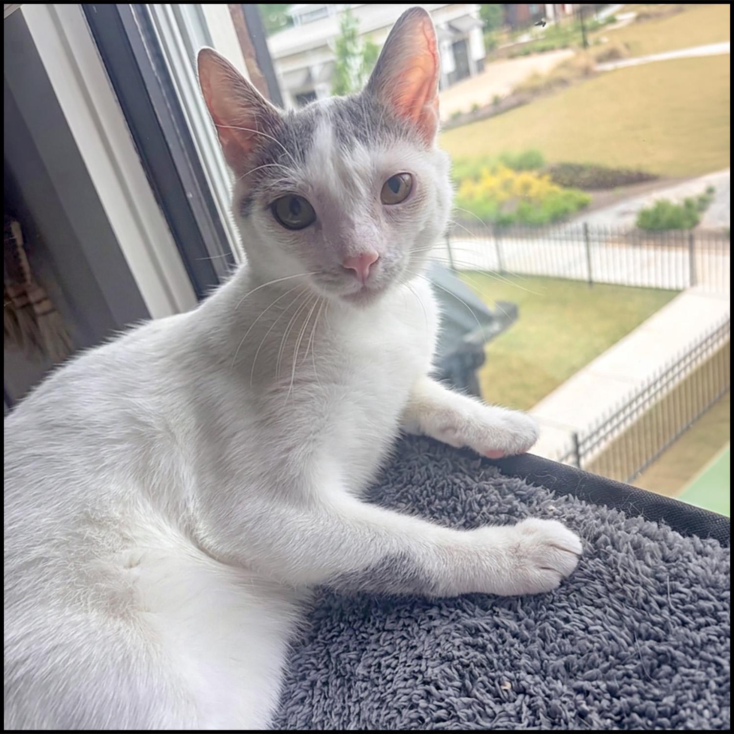 Enlarge Wiggles, a ADOPTABLE mixed breed in Roswell, GA image 1/1