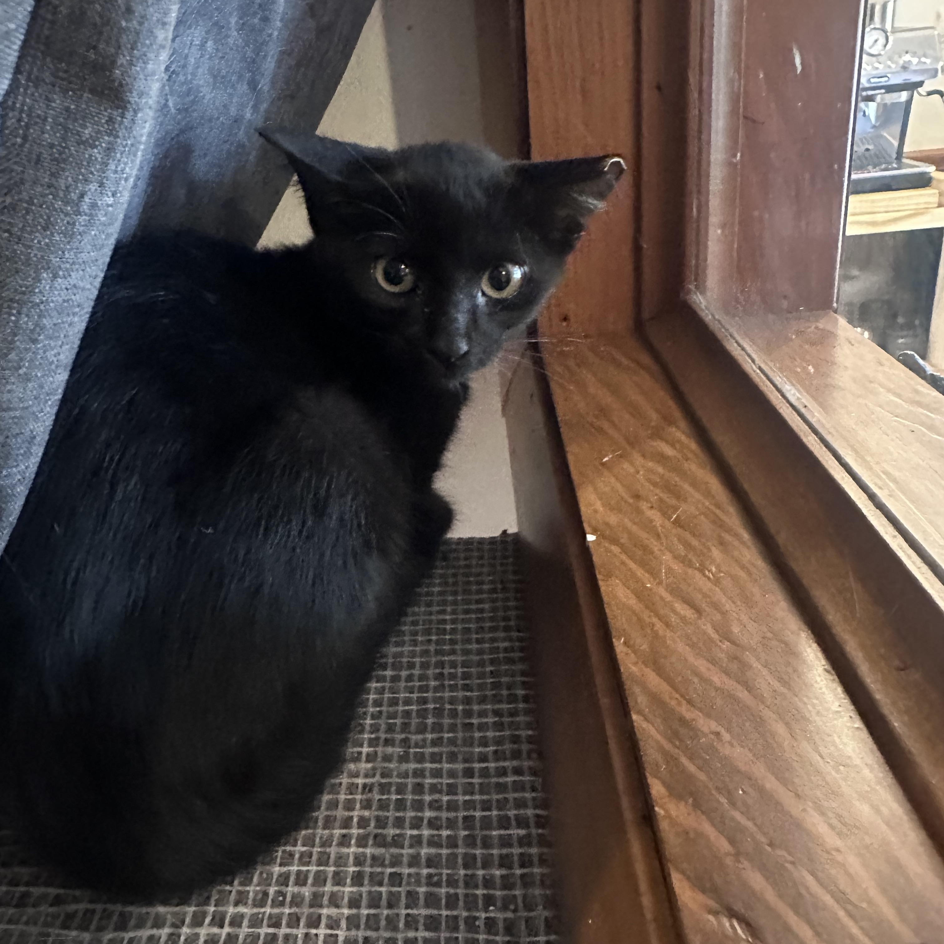 Enlarge Skittle, a Adoptable Domestic Short Hair in Frostproof, FL image 1/1