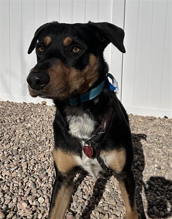 CHORIZO, Adoptable, Young Male Rottweiler & Mixed Breed.