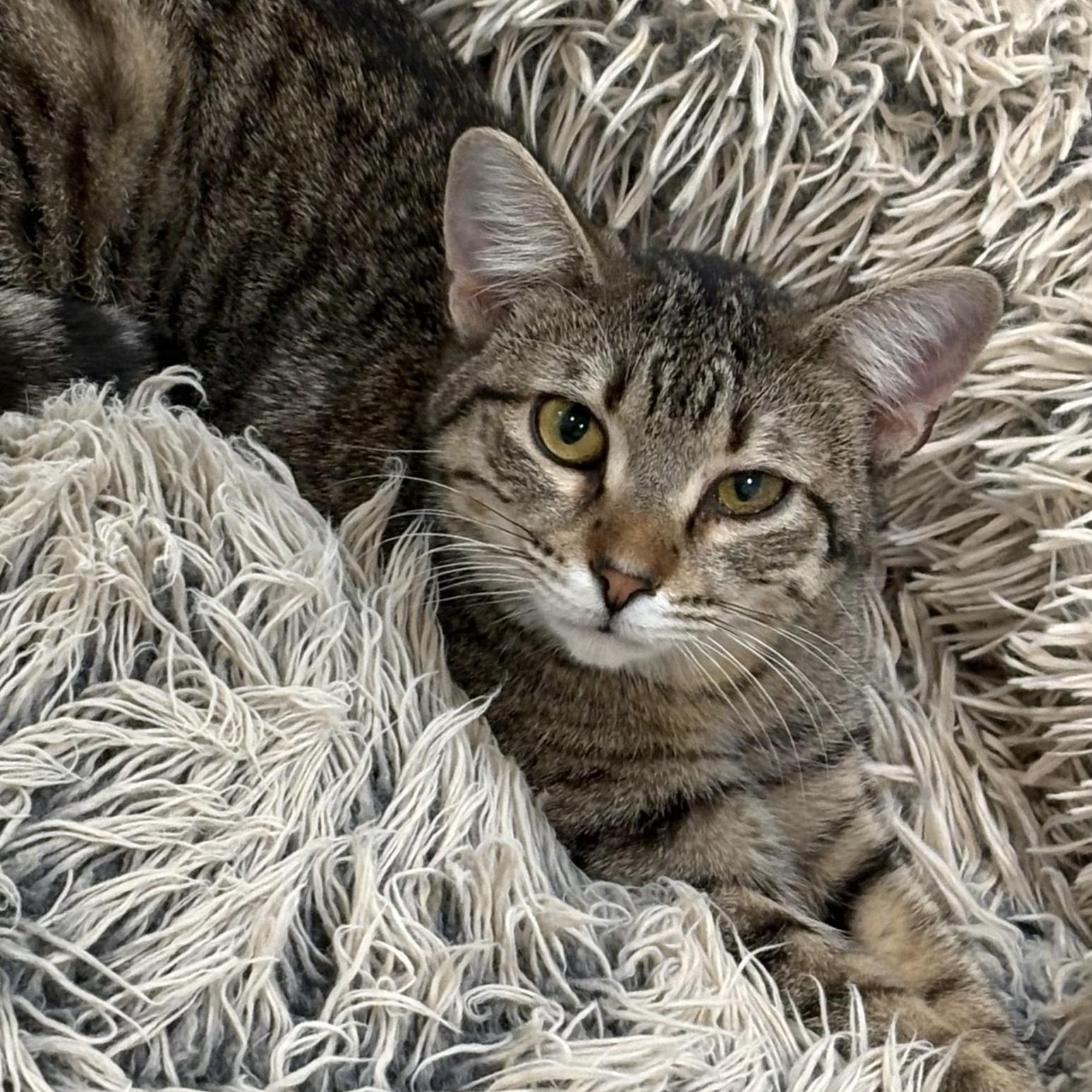 Pera, Adoptable, Kitten Female Domestic Short Hair.