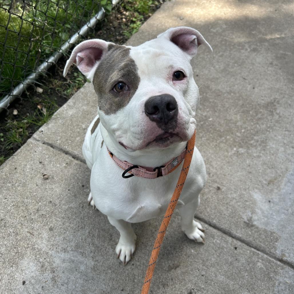 Enlarge Chocolate Chip Cookie Dough, a Adoptable Mixed Breed in Davenport, IA image 1/6