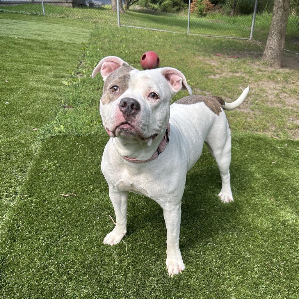 Enlarge Chocolate Chip Cookie Dough, a Adoptable Mixed Breed in Davenport, IA image 3/6