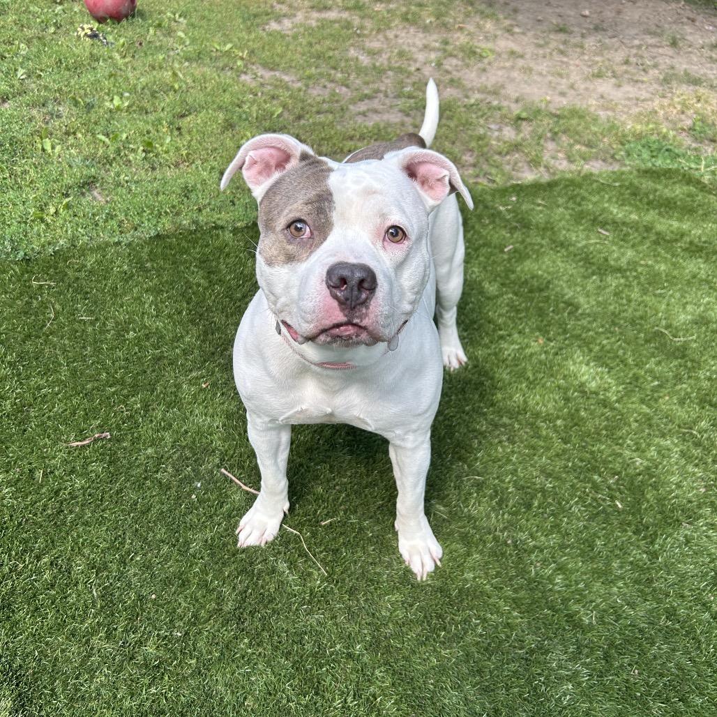 Enlarge Chocolate Chip Cookie Dough, a Adoptable Mixed Breed in Davenport, IA image 4/6
