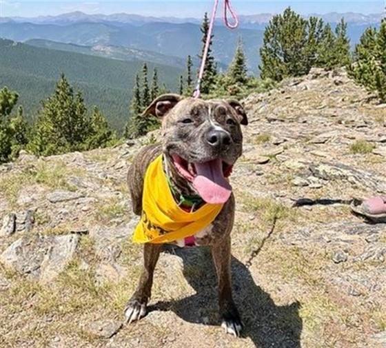 SWIRL, Adoptable, Young Female Catahoula Leopard Dog & Pit Bull Terrier.