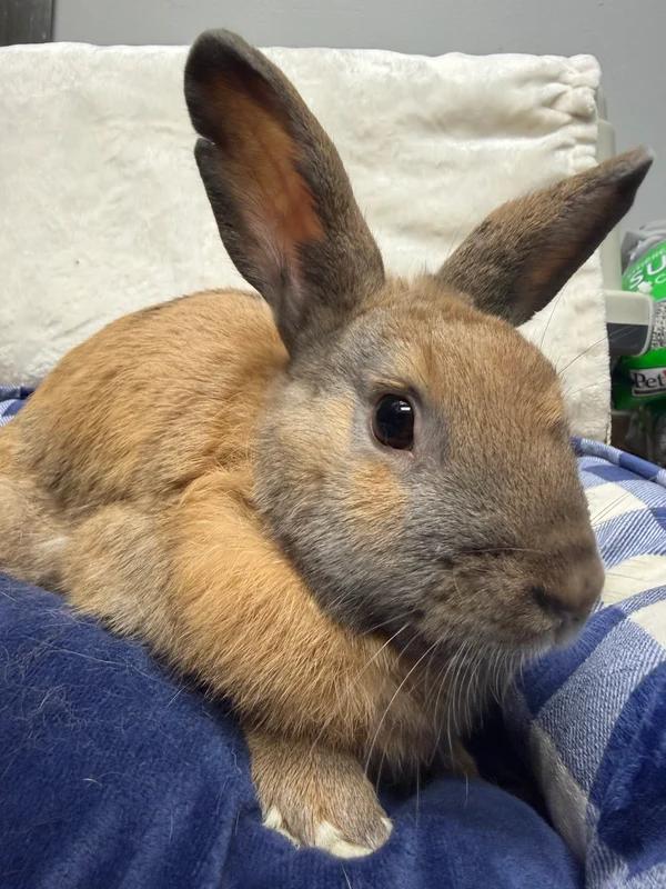 Flash, ADOPTABLE, Adult Male Bunny Rabbit.