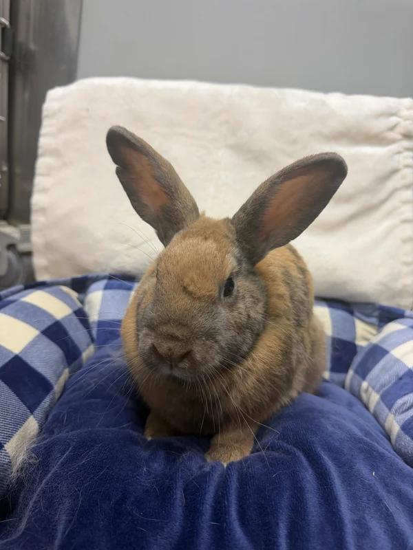 Enlarge Flash, a Adoptable Bunny Rabbit in Hamilton, ON image 3/3