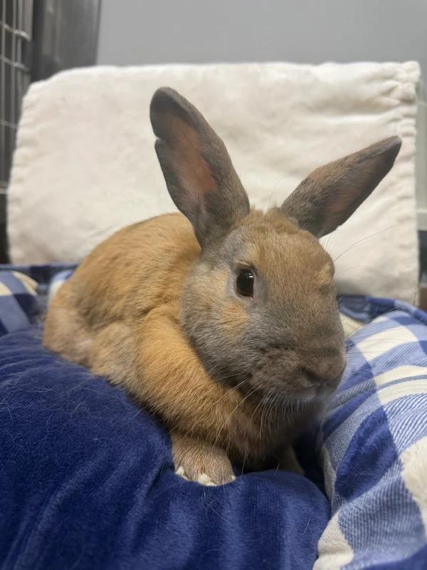 Enlarge Flash, a Adoptable Bunny Rabbit in Hamilton, ON image 2/3