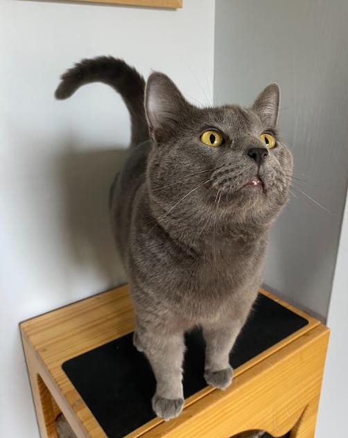 Oswald, a ADOPTABLE Domestic Medium Hair in Indianapolis, IN image 2/5