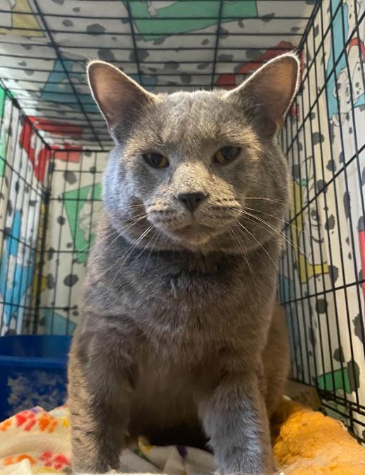 Oswald, ADOPTABLE, Adult Male Domestic Medium Hair.