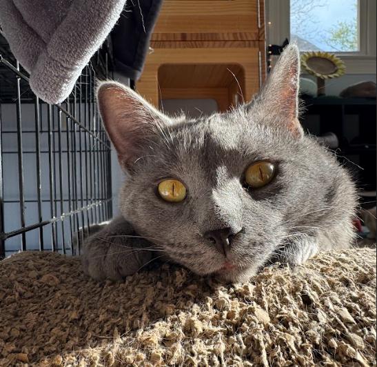 Oswald, a ADOPTABLE Domestic Medium Hair in Indianapolis, IN image 5/5