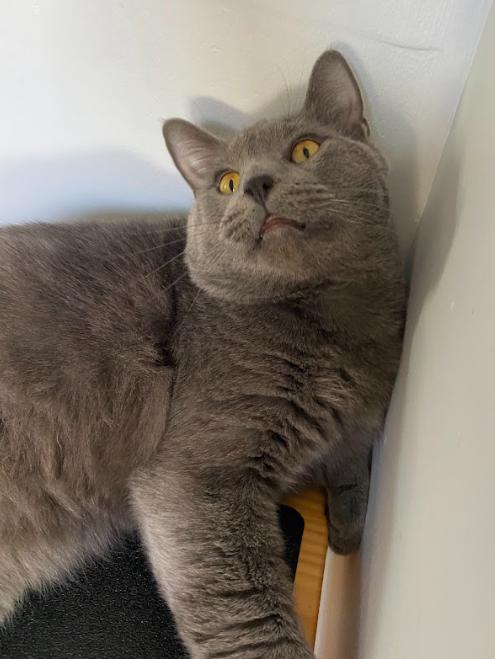 Oswald, a ADOPTABLE Domestic Medium Hair in Indianapolis, IN image 4/5