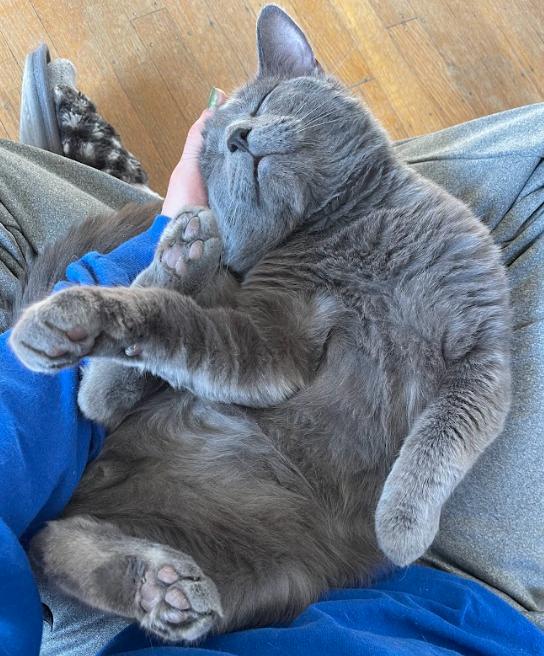 Oswald, a ADOPTABLE Domestic Medium Hair in Indianapolis, IN image 3/5